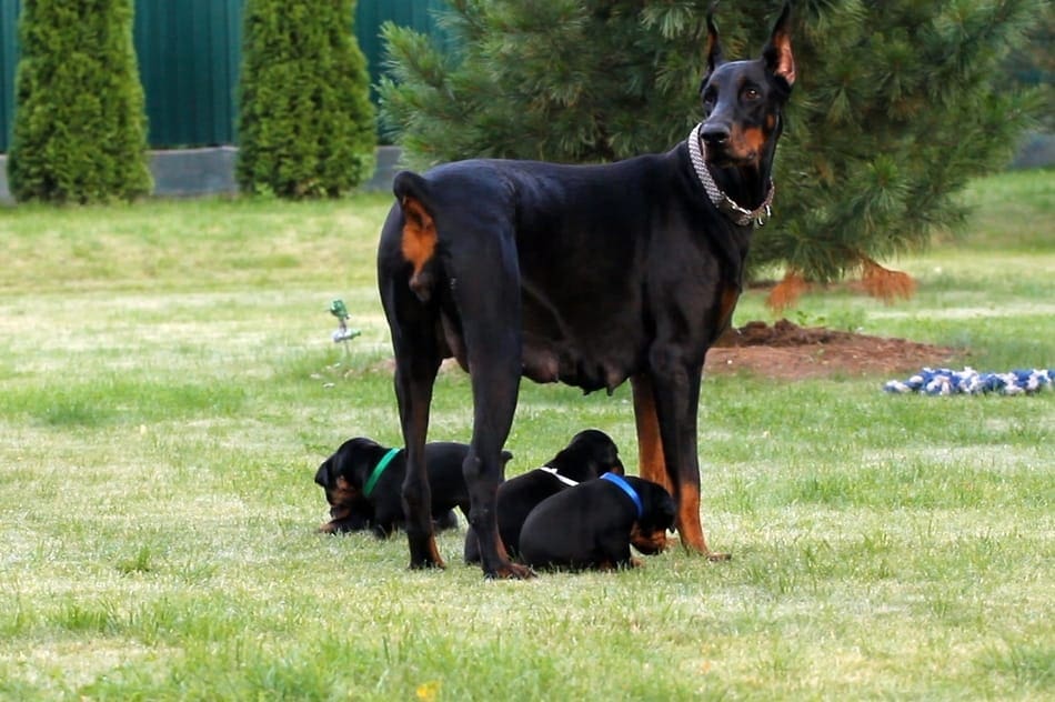 Dobermann teef met gezwollen tepels waakt over nieuwe pups.