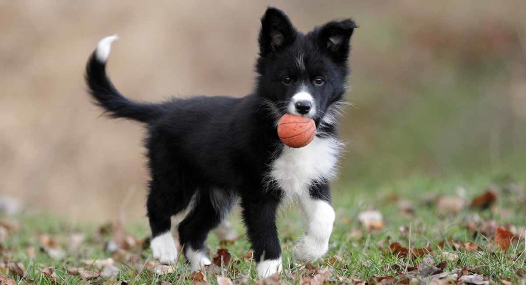 zwart-witte Border Collie pup
