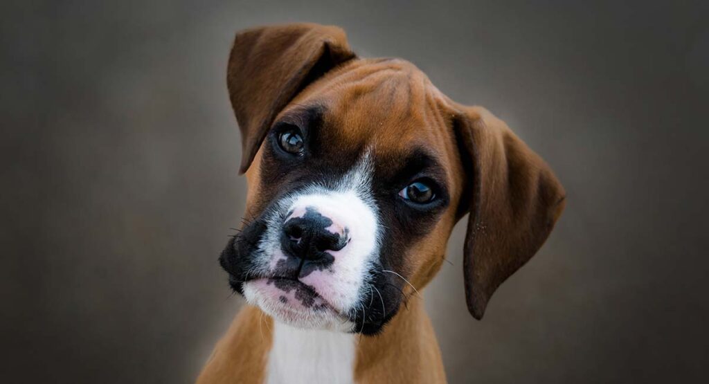 boxer hond