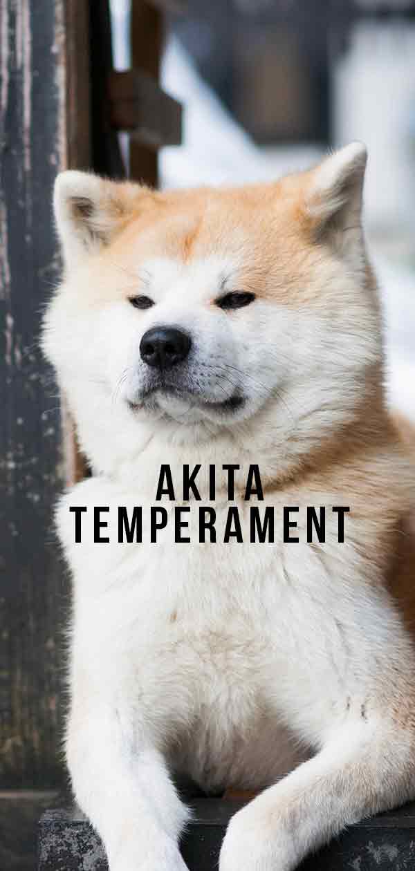 Akita Temperament