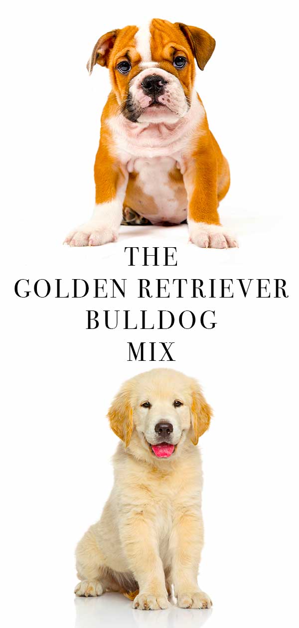golden retriever bulldog mix
