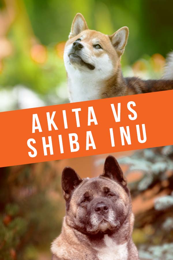 akita vs shiba inu