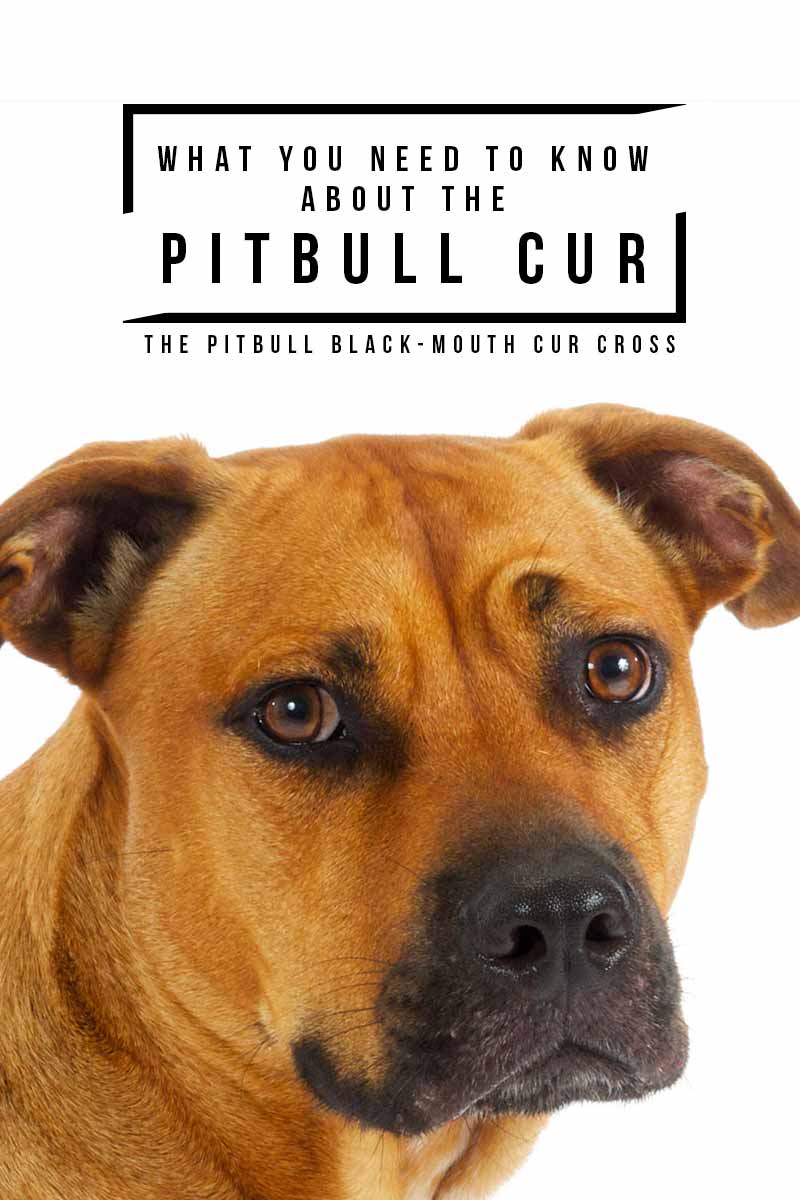 Wat u moet weten over de Pitbull Cur - Uw complete gids voor de Pitbull Black-Mouth Cur mix.