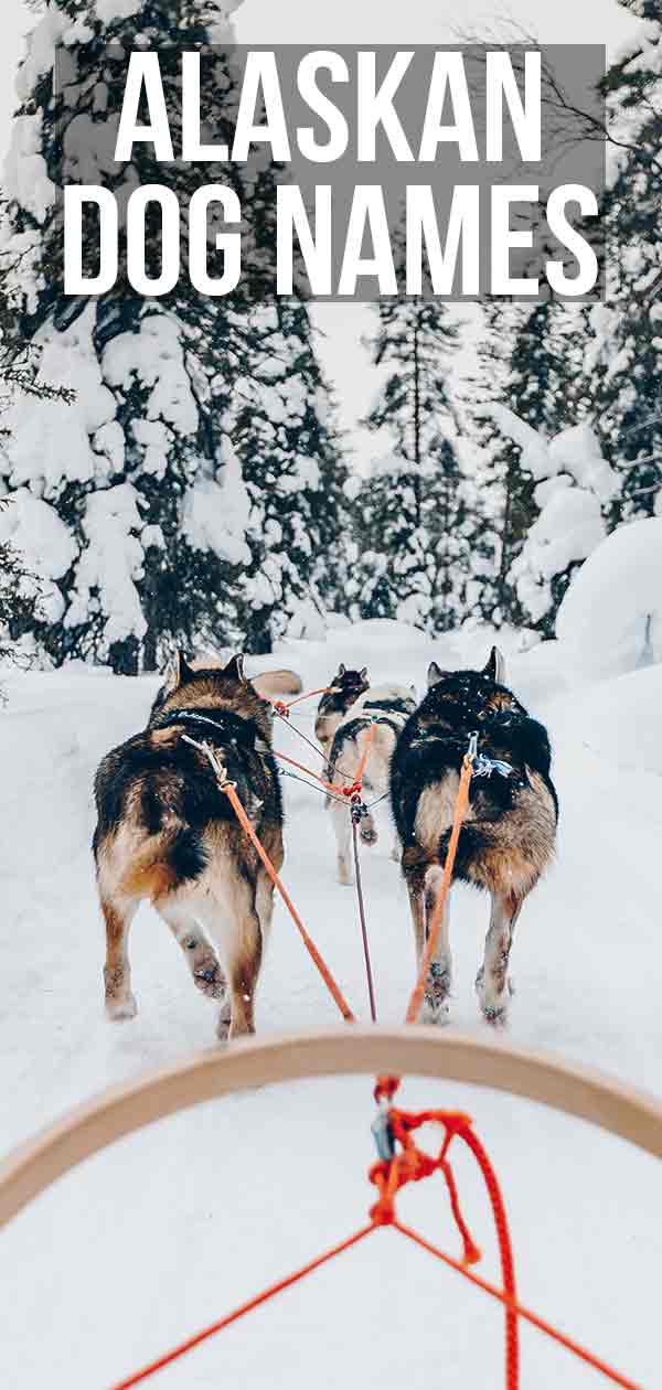 Alaska hondennamen