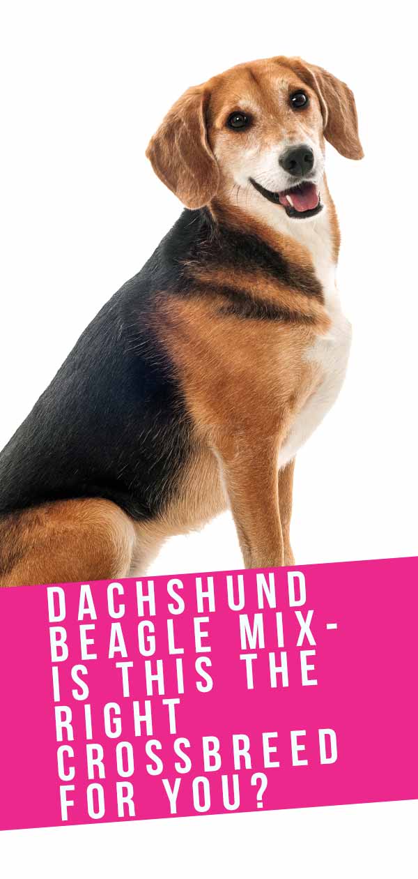 teckel beagle mix