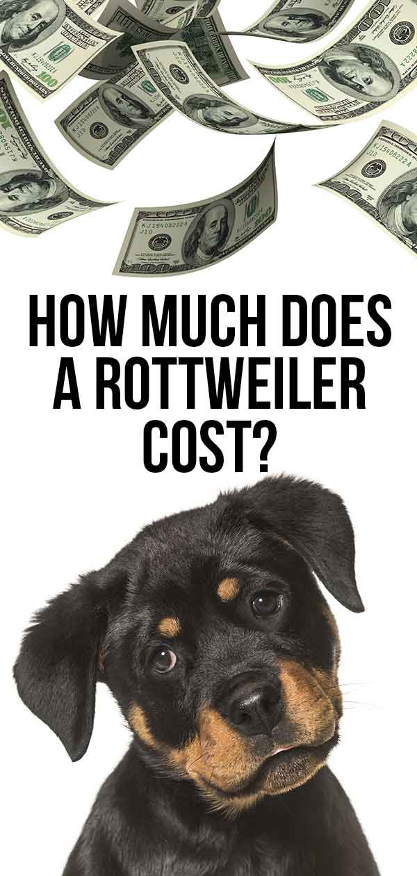 hoeveel kost een rottweiler
