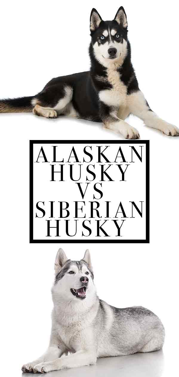 alaskan husky vs siberische husky