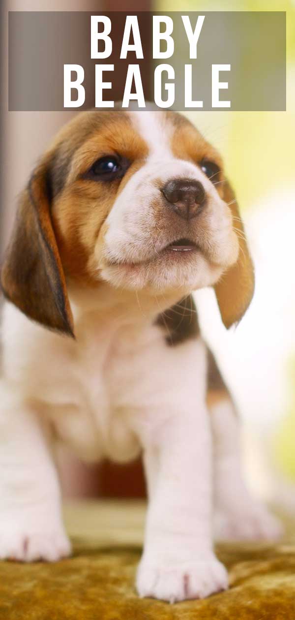baby beagle