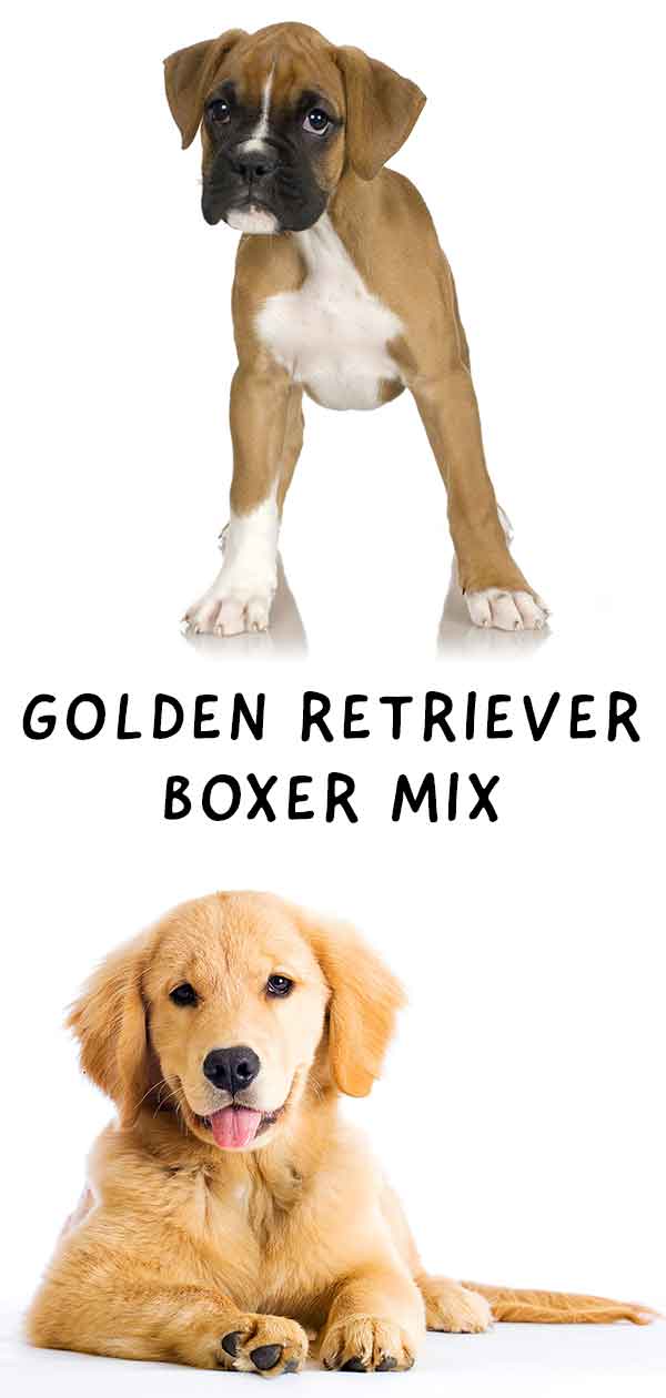 Golden Boxer mix!