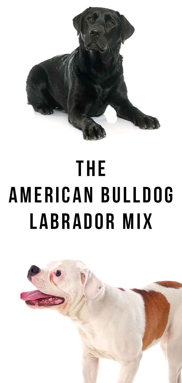 amerikaanse bulldog lab mix