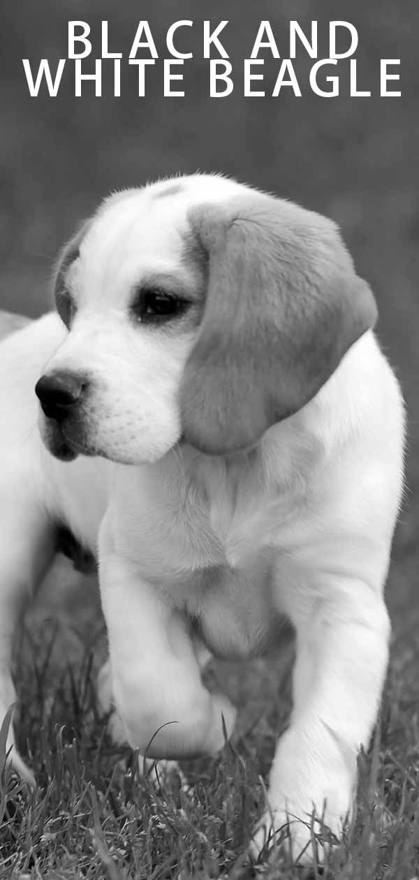 zwart-witte beagle 