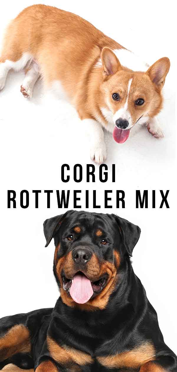 Corgi Rottweiler mix