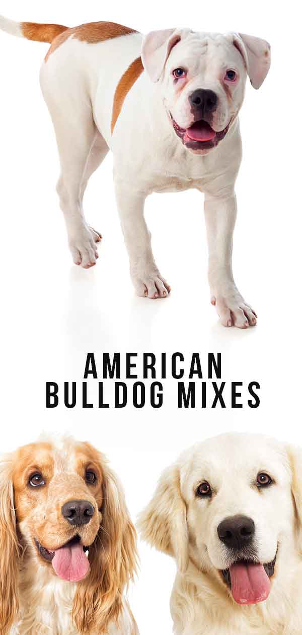 Amerikaanse Bulldog Mixen