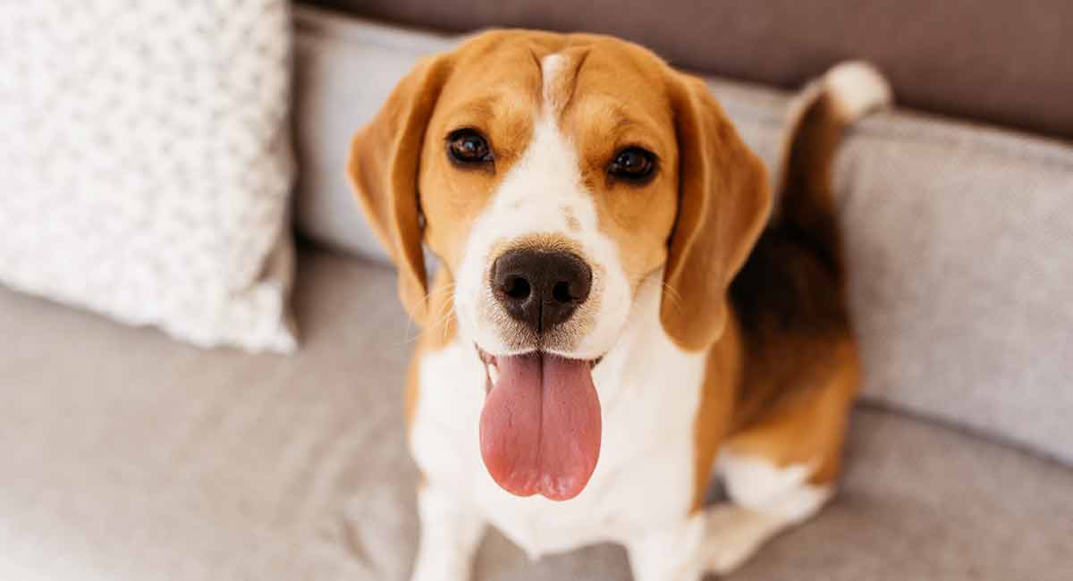 Hoe lang leven beagles?