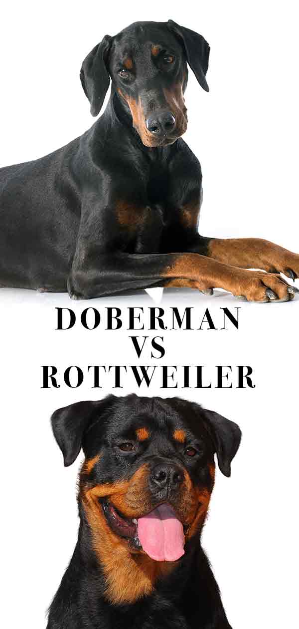 doberman vs rottweiler