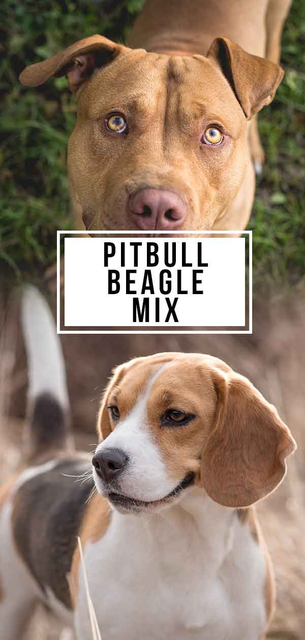 pitbull beagle mix