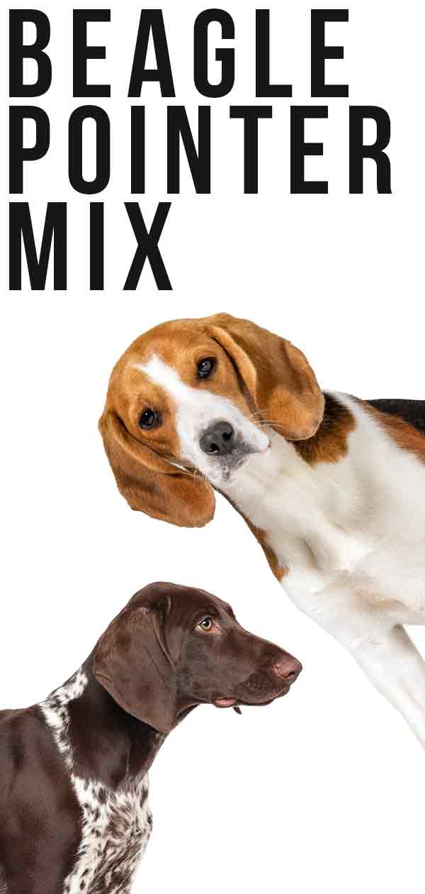 Beagle Pointer Mix