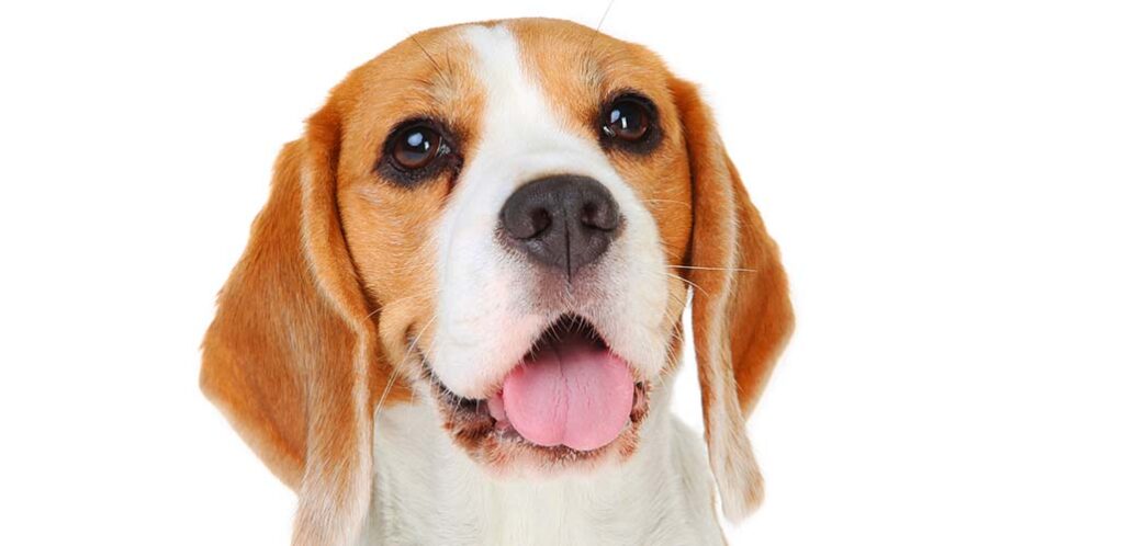 bruine en witte beagle