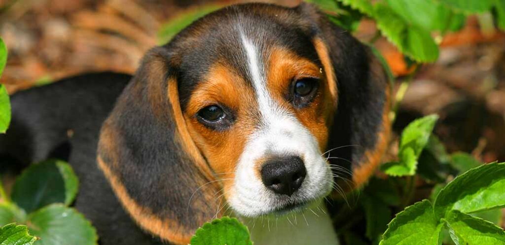 white tan en zwarte beagle