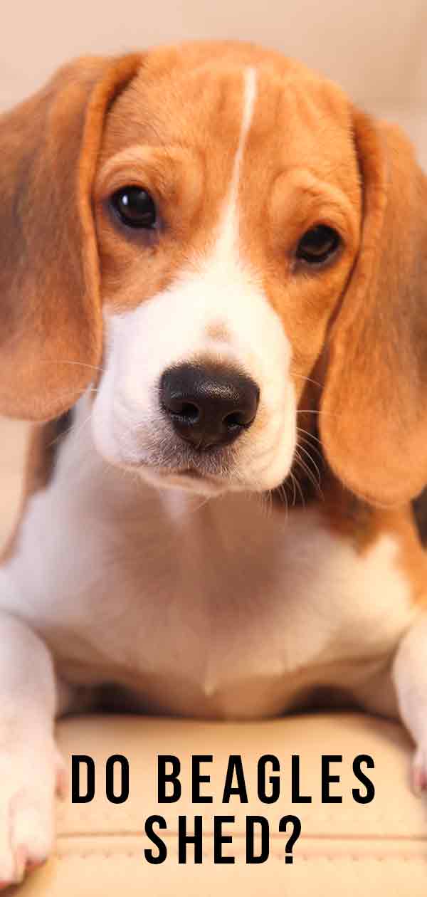 verharen beagles