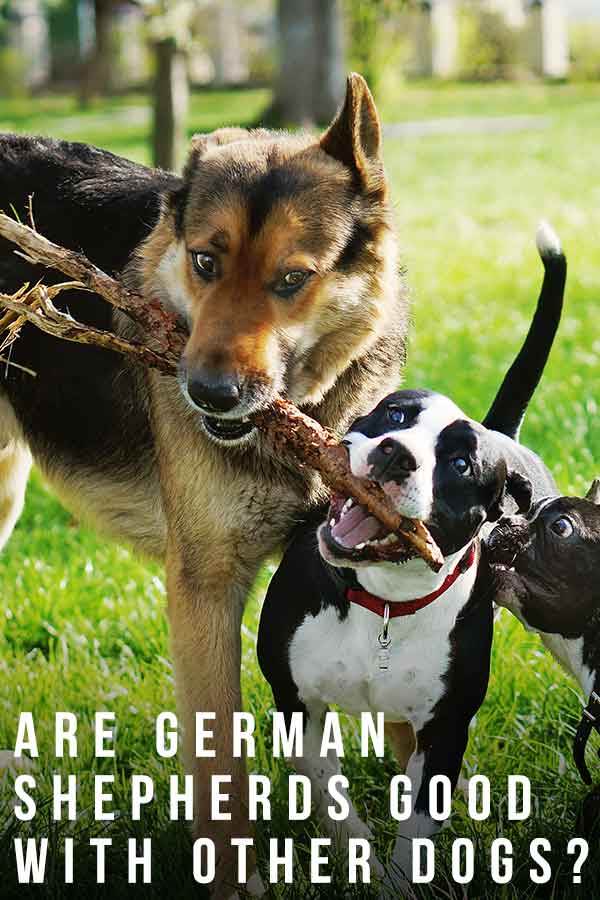 zijn Duitse herders goed met andere honden