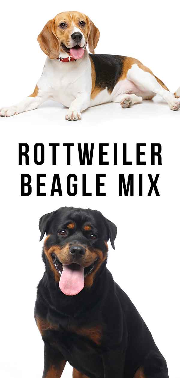 Rottweiler Beagle Mix