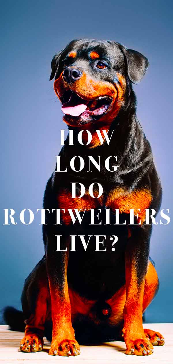 hoe lang leven rottweilers