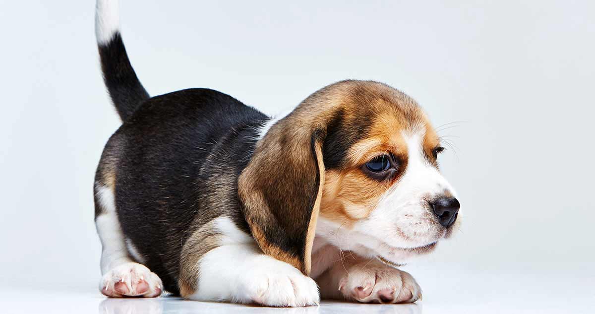 Deze schattige Beagle zal verschillende ontwikkelingsstadia doorlopen