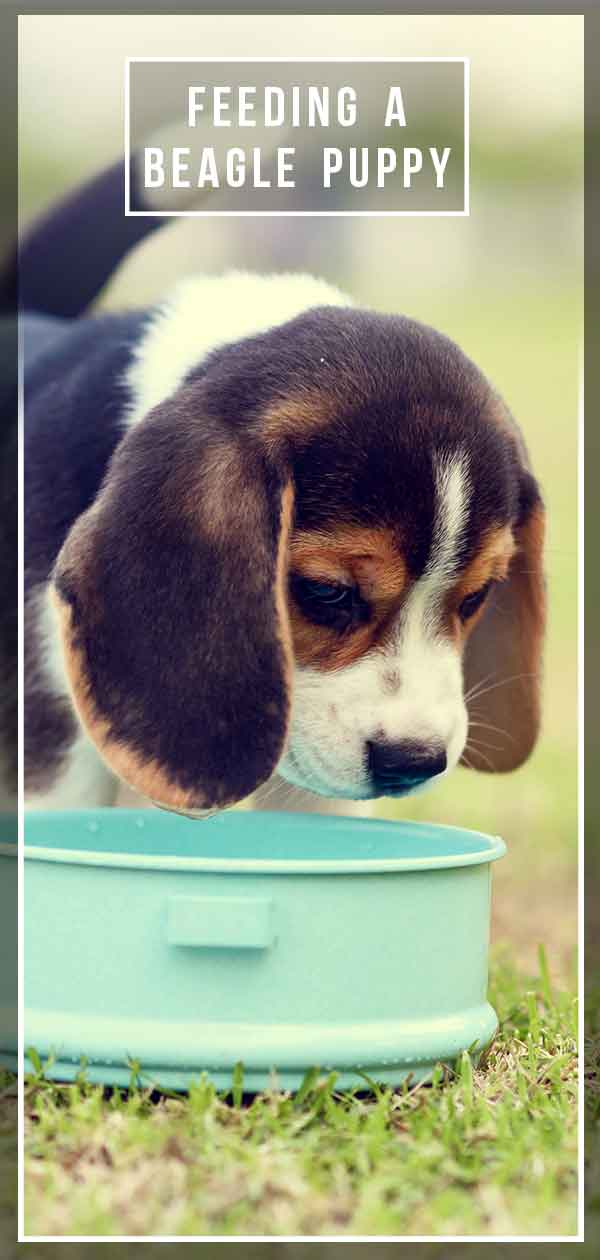 het voeden van een beagle puppy