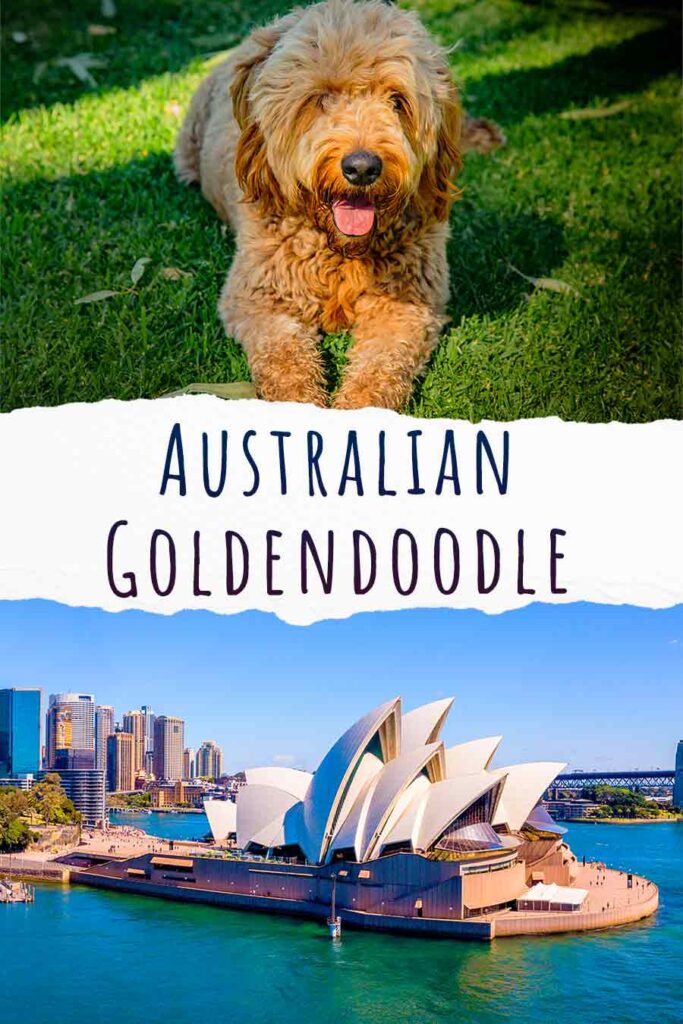 australische goldendoodle