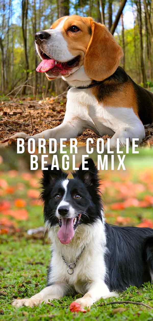 border collie beagle mix