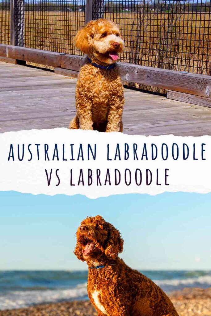 australian labradoodle vs labradoodle