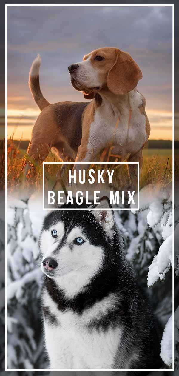 husky beagle mix