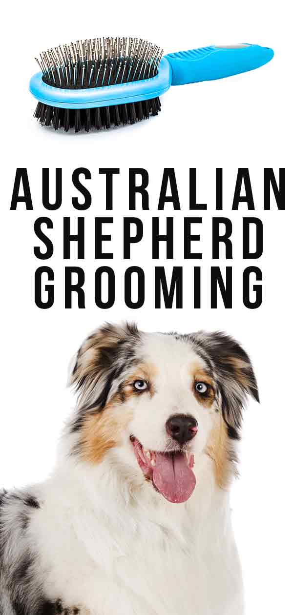 Australische Herder Verzorging