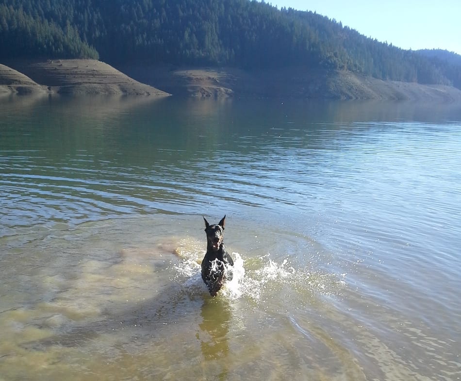 Doberman gaat zwemmen in een prachtig meer.