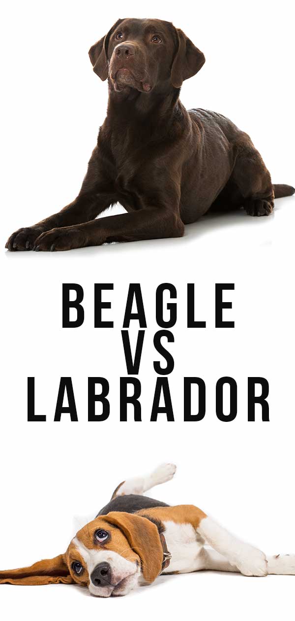 beagle vs labrador