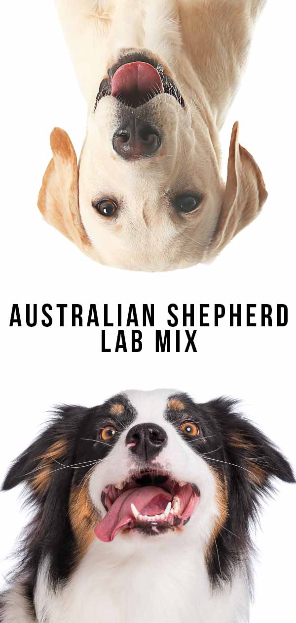 australische herder lab mix