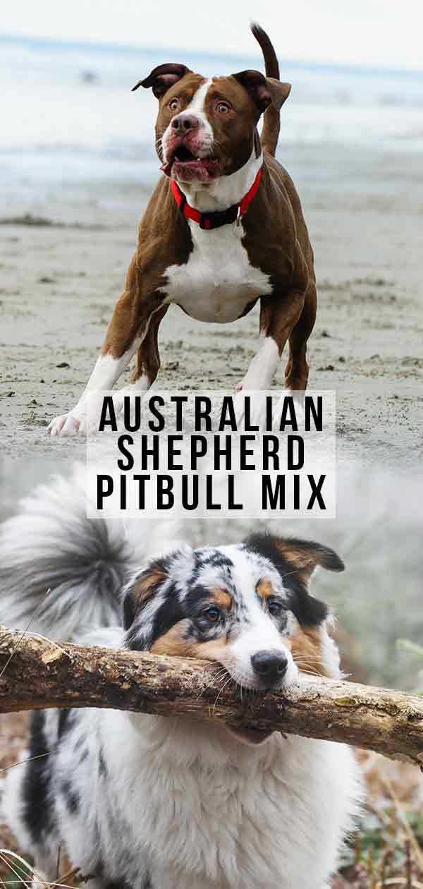 australische herder pitbull mix