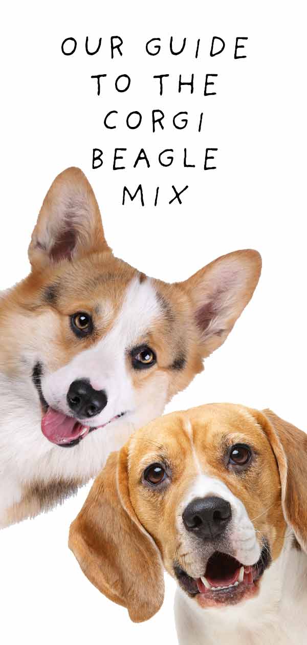 corgi beagle mix