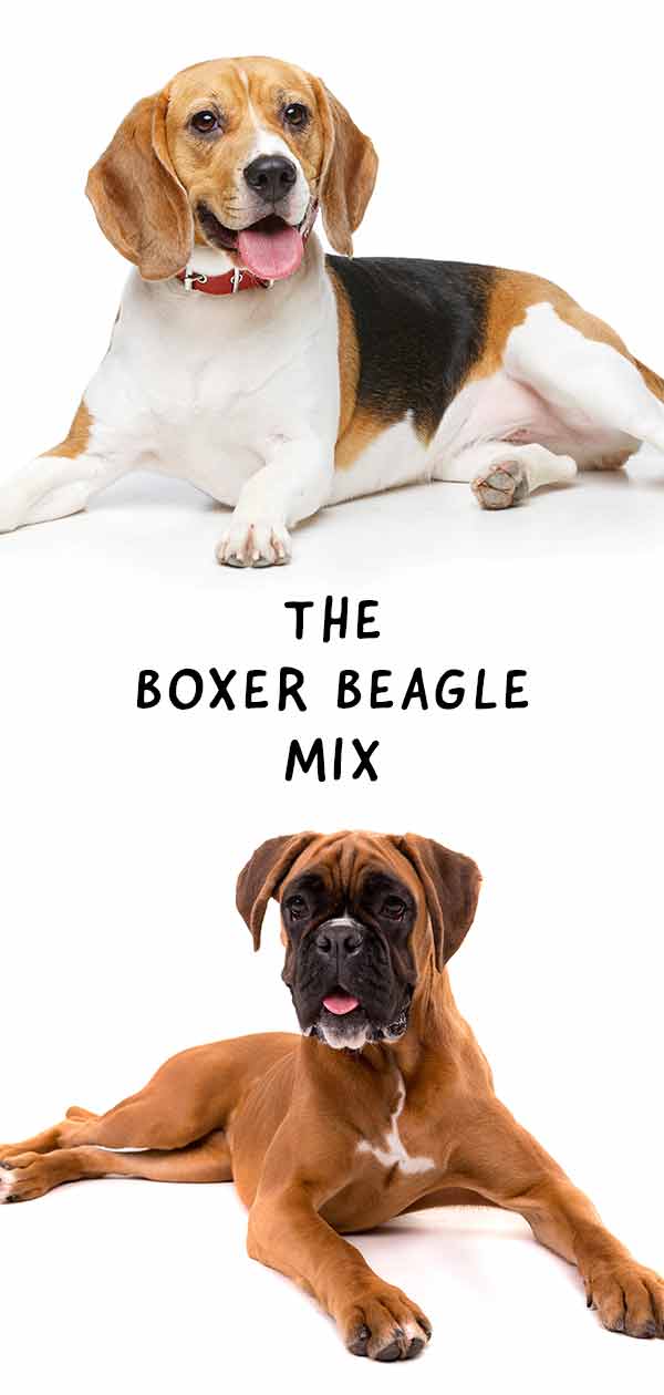 boxer beagle mix