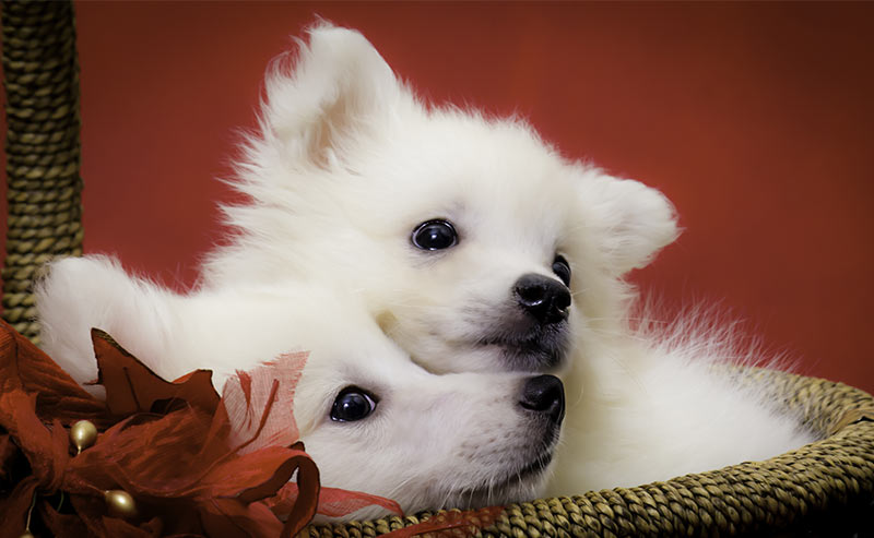 amerikaanse eskimo hond - hondenrassen die beginnen met een