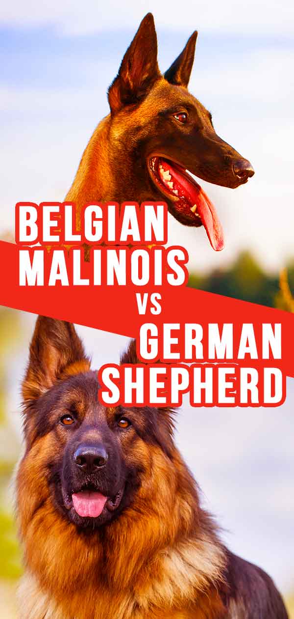 Belgische Mechelaar vs Duitse Herder - Welke hond is geschikt voor u?