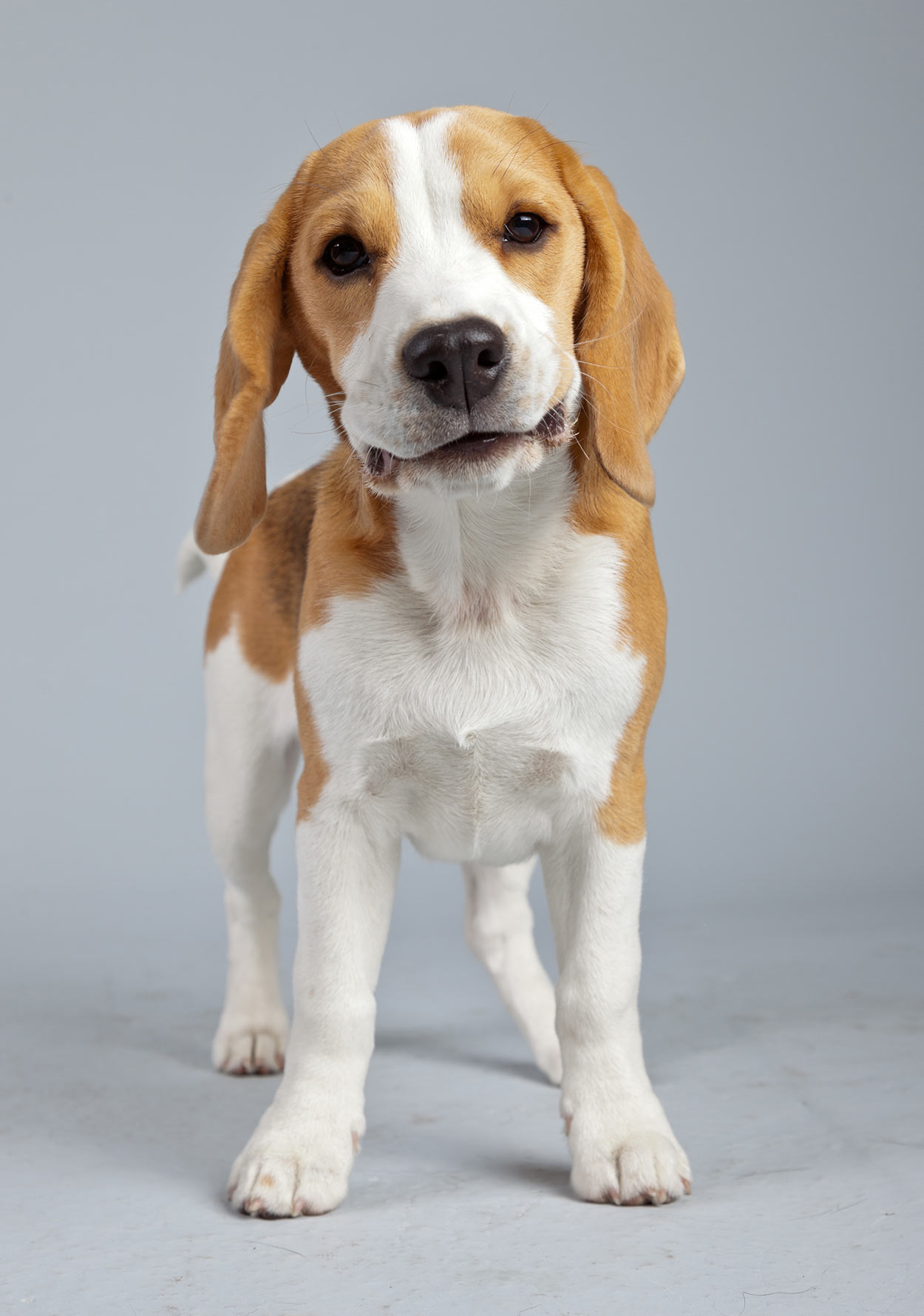 citroen beagle
