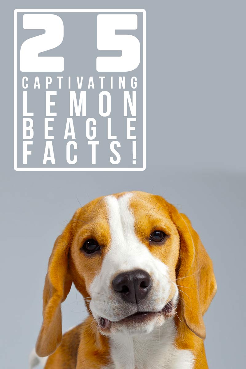 25 boeiende Citroen Beagle feiten! - Interessante feiten over honden.