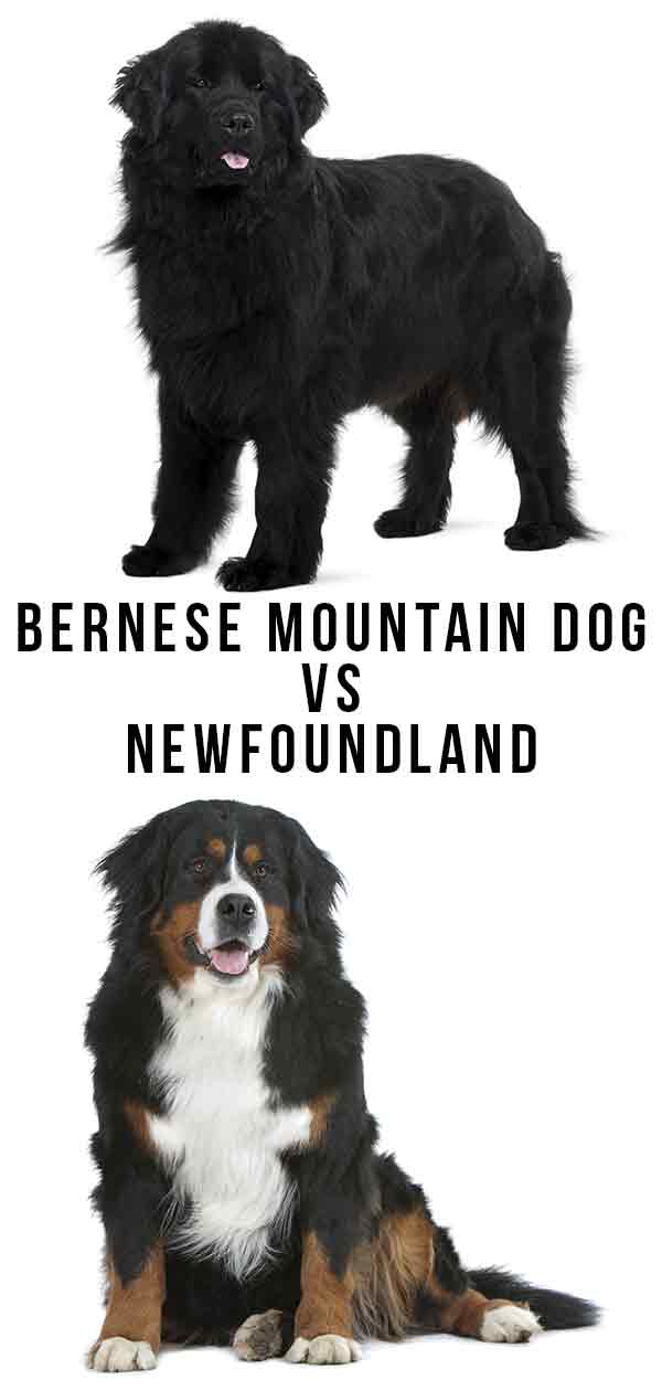 bernese berghond vs newfoundland