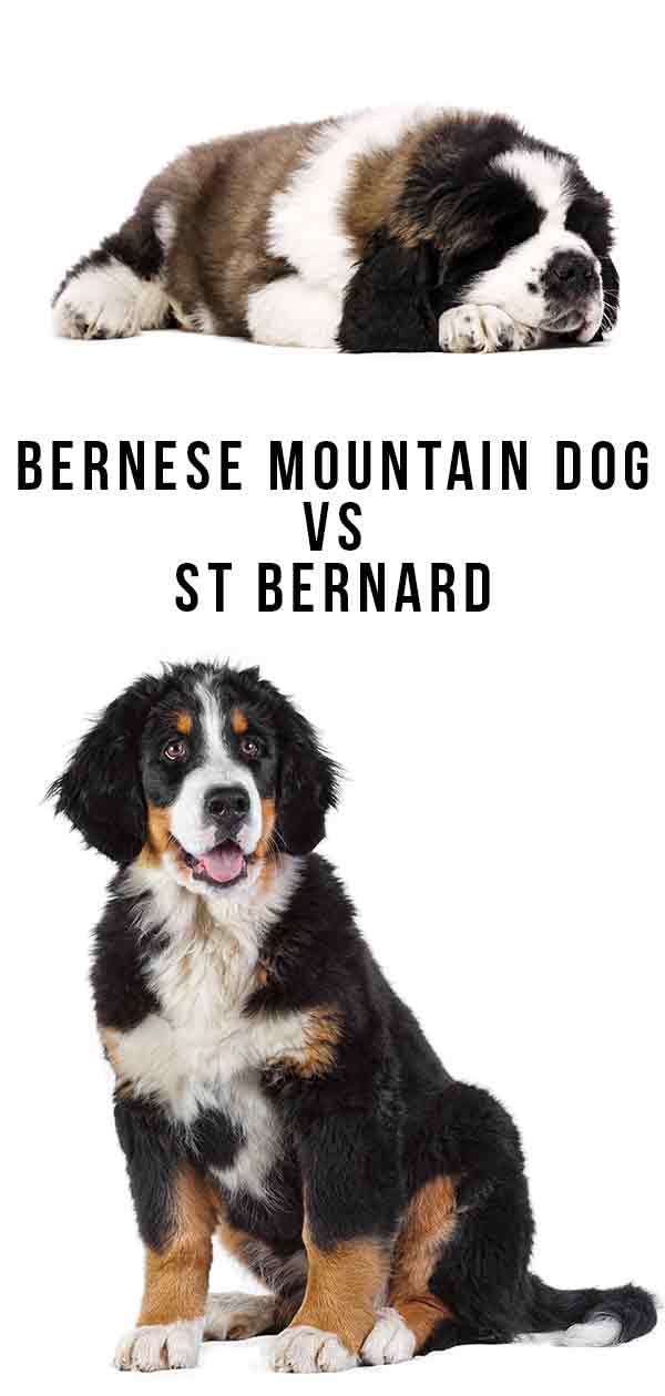 bernese berghond vs St. Bernard