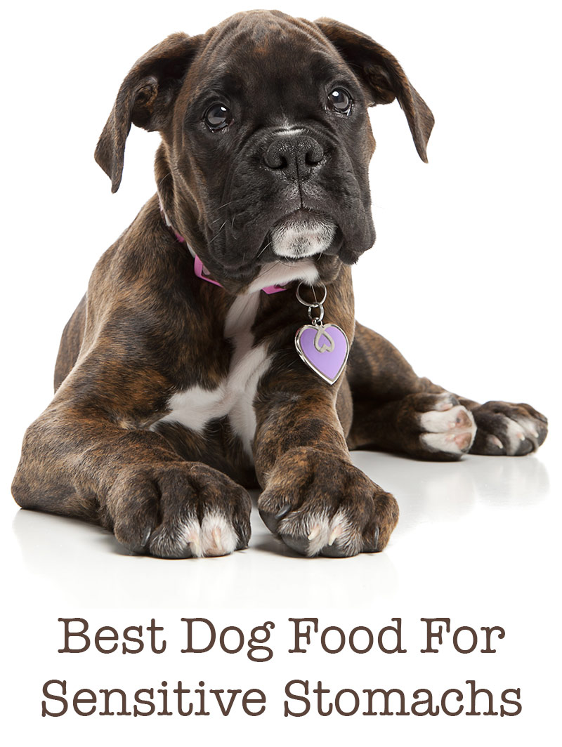 Beste hondenvoer voor Boxers met een gevoelige maagBeste hondenvoer voor Boxers met een gevoelige maag