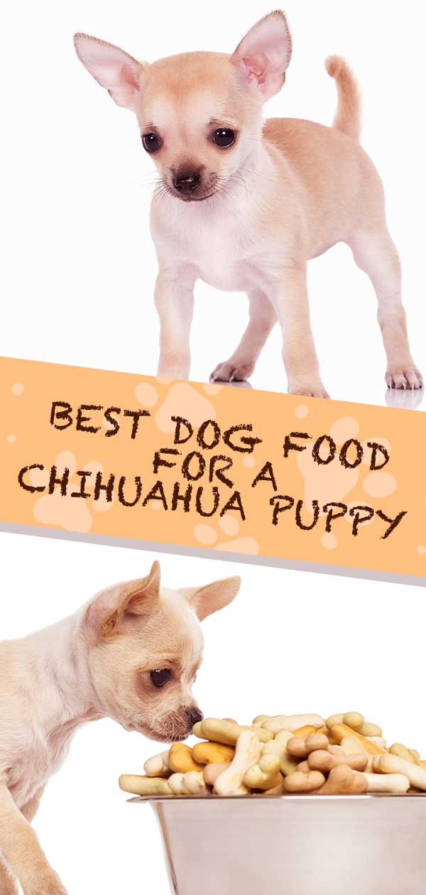 Beste voeding voor Chihuahua Puppy - Tips en beoordelingen om u te helpen kiezen