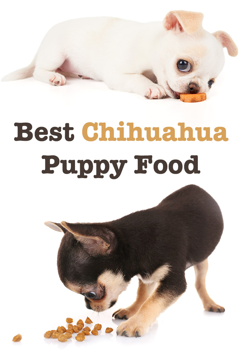 beste hondenvoer voor Chihuahua puppy