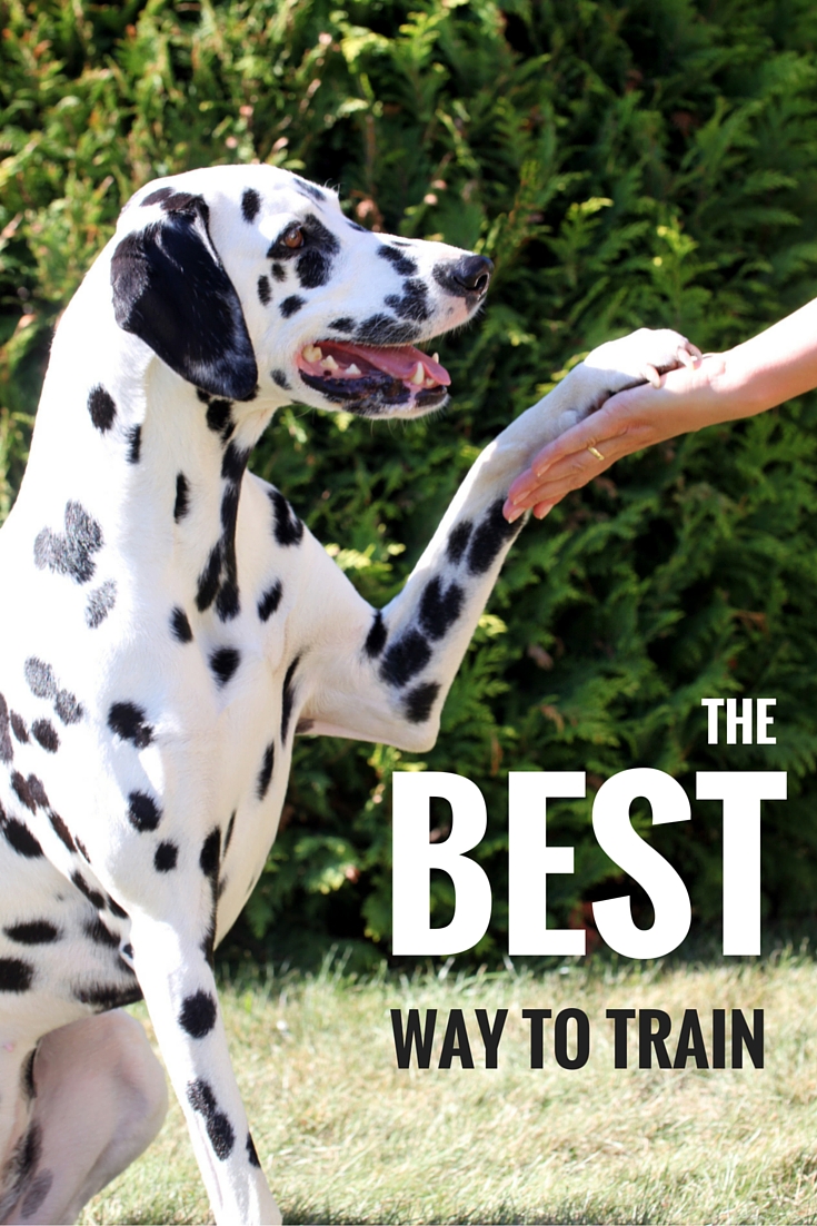 Hoe kies je de beste hondentrainingsmethode voor je hond of puppy. 